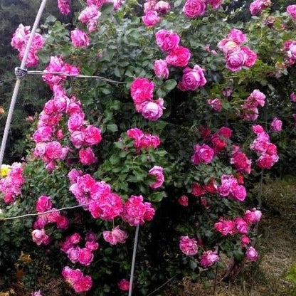 Ines Sastre ® Climbing Roses garden rose bushes potted or bare root plants