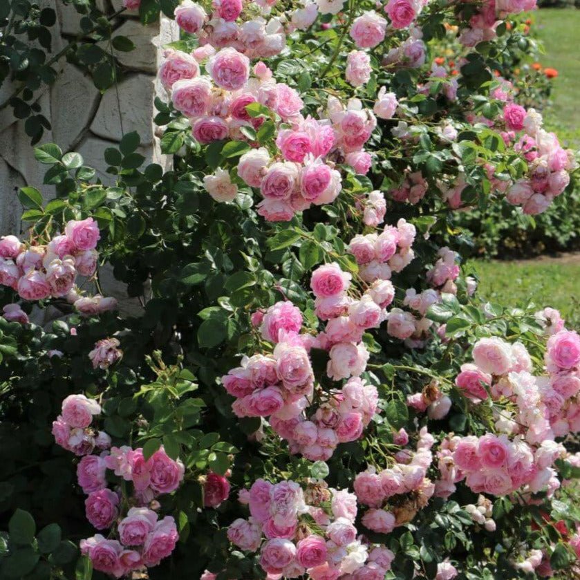 Jasmina ® Climbing Roses garden rose bushes potted or bare root plants