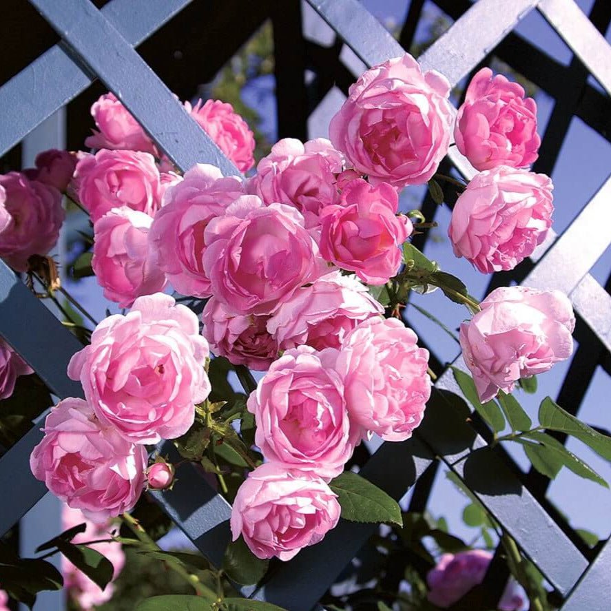 Jasmina ® Climbing Roses garden rose bushes potted or bare root plants