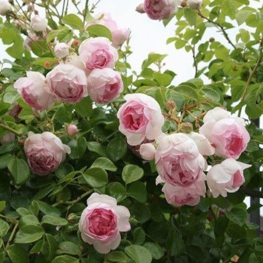 Jasmina ® Climbing Roses garden rose bushes potted or bare root plants