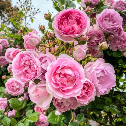 Jasmina ® Climbing Roses garden rose bushes potted or bare root plants