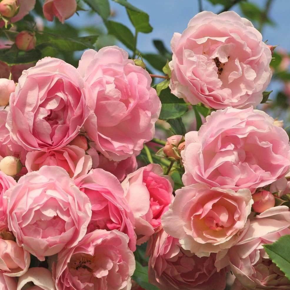 Jasmina ® Climbing Roses garden rose bushes potted or bare root plants