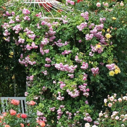 Jasmina ® Climbing Roses garden rose bushes potted or bare root plants