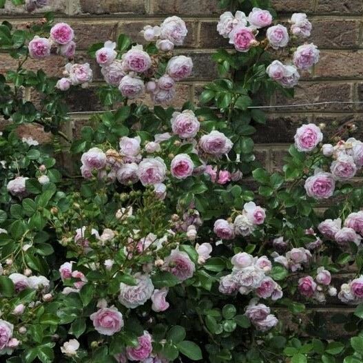 Jasmina ® Climbing Roses garden rose bushes potted or bare root plants
