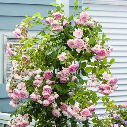Jasmina ® Climbing Roses garden rose bushes potted or bare root plants