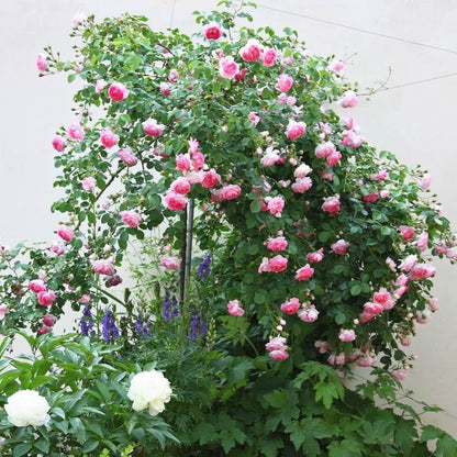 Jasmina ® Climbing Roses garden rose bushes potted or bare root plants
