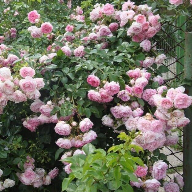 Jasmina ® Climbing Roses garden rose bushes potted or bare root plants