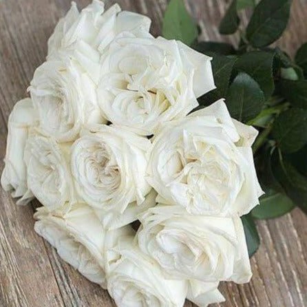 Jeanne Moreau ® Hybrid Tea Roses garden rose bushes potted or bare root plants