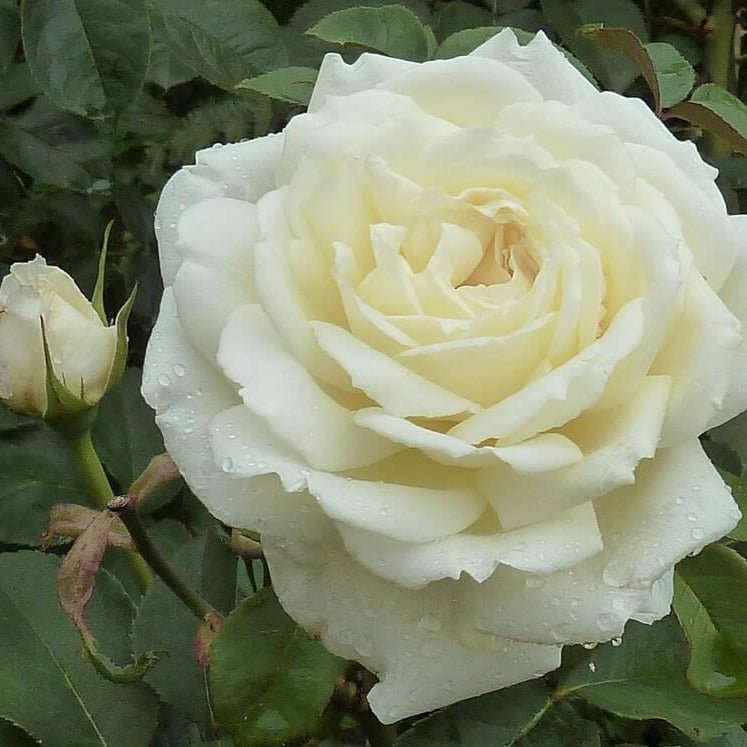 Jeanne Moreau ® Hybrid Tea Roses garden rose bushes potted or bare root plants