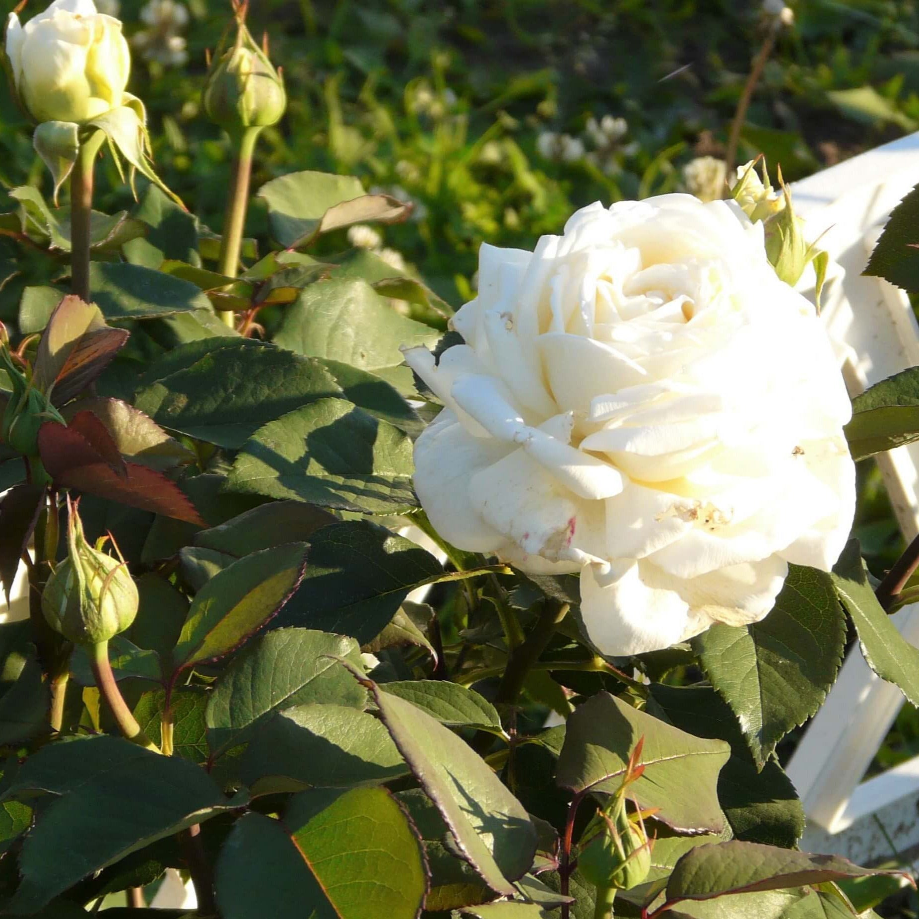 Jeanne Moreau ® Hybrid Tea Roses garden rose bushes potted or bare root plants