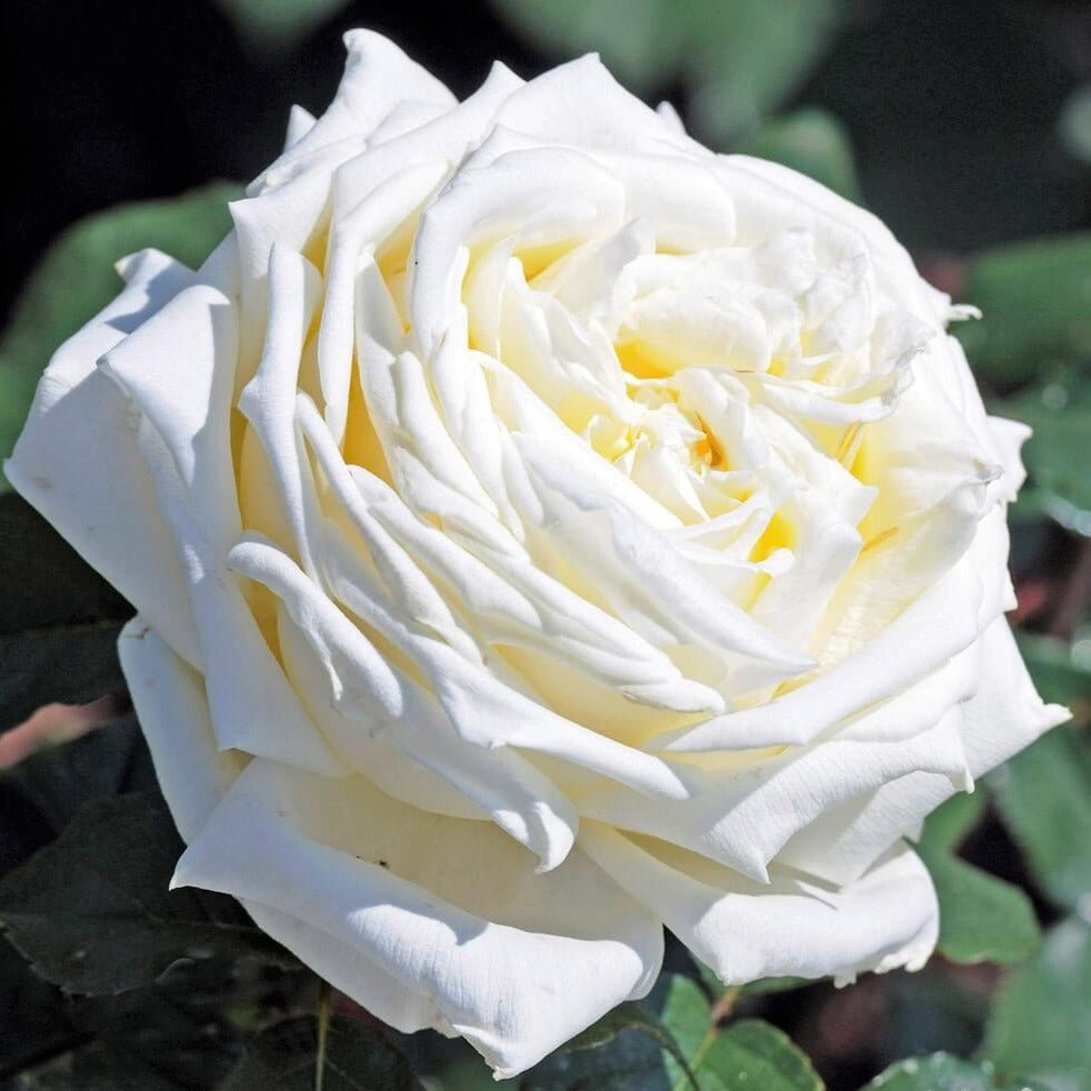Jeanne Moreau ® Hybrid Tea Roses garden rose bushes potted or bare root plants