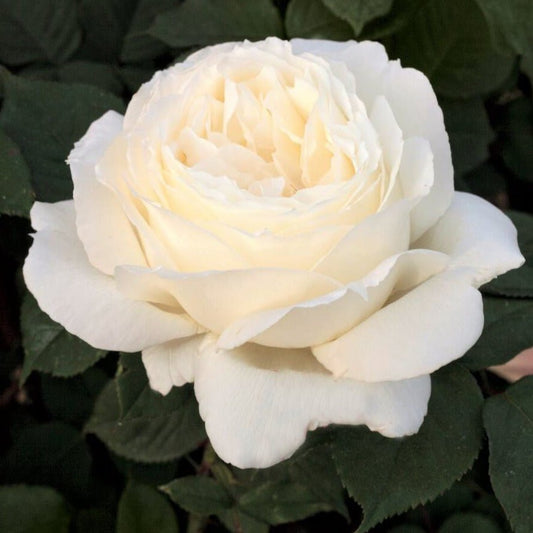 Jeanne Moreau ® Hybrid Tea Roses garden rose bushes potted or bare root plants