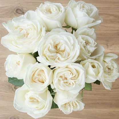Jeanne Moreau ® Hybrid Tea Roses garden rose bushes potted or bare root plants