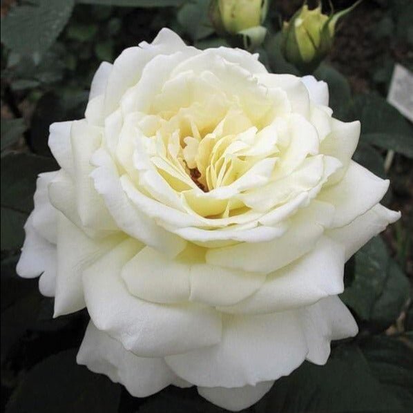 Jeanne Moreau ® Hybrid Tea Roses garden rose bushes potted or bare root plants