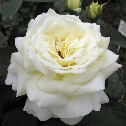 Jeanne Moreau ® Hybrid Tea Roses garden rose bushes potted or bare root plants