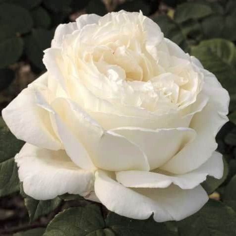 Jeanne Moreau ® Hybrid Tea Roses garden rose bushes potted or bare root plants