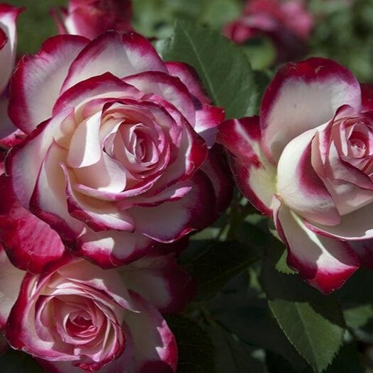 Jubile du Prince de Monaco ® Floribunda Roses garden rose bushes potted or bare root plants