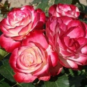 Jubile du Prince de Monaco ® Floribunda Roses garden rose bushes potted or bare root plants