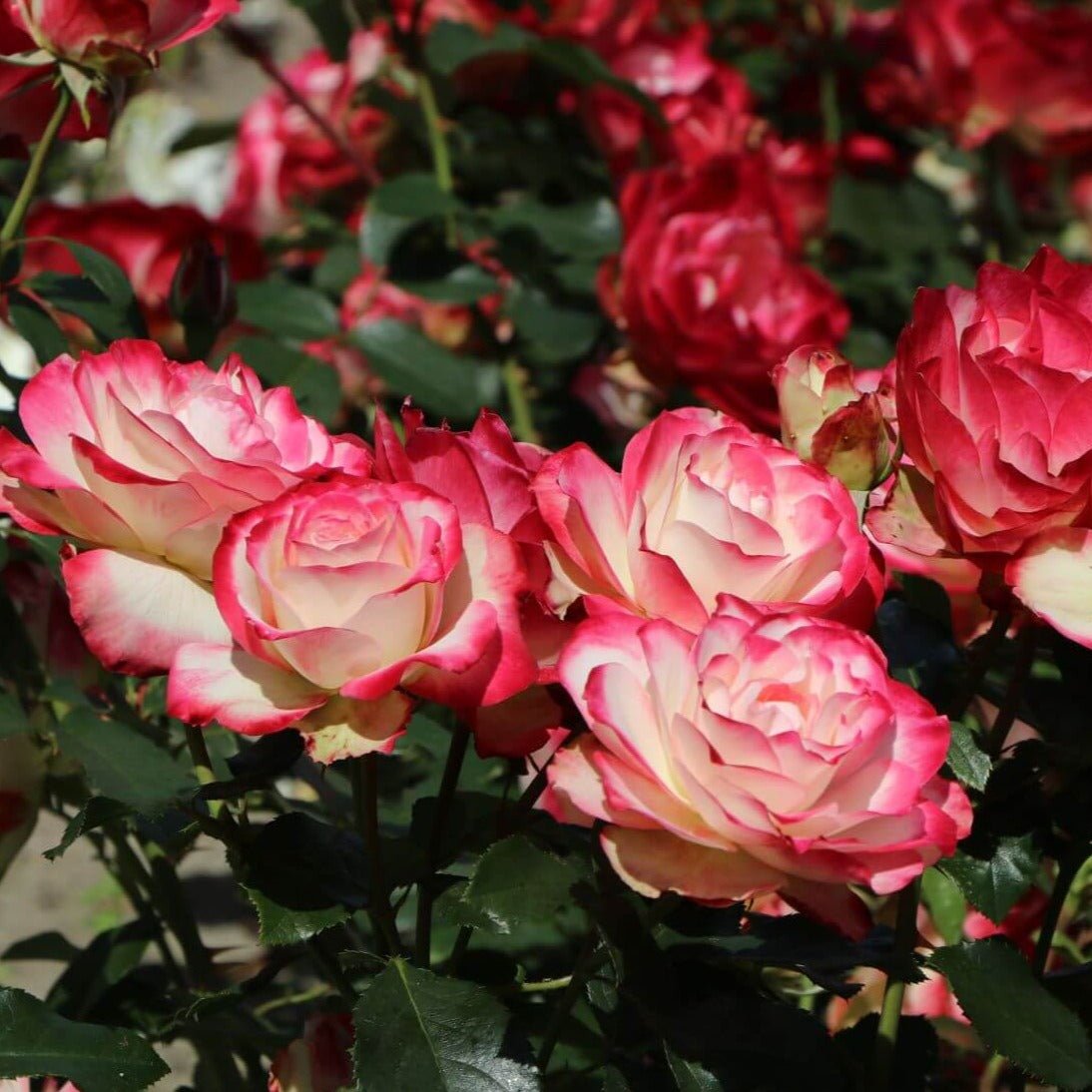 Jubile du Prince de Monaco ® Floribunda Roses garden rose bushes potted or bare root plants