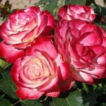Jubile du Prince de Monaco ® Floribunda Roses garden rose bushes potted or bare root plants