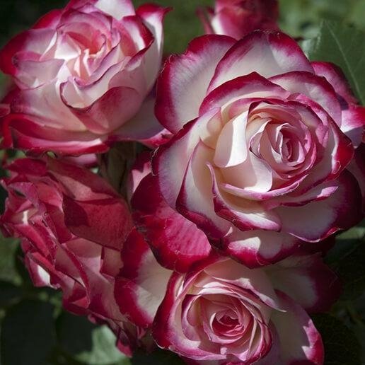 Jubile du Prince de Monaco ® Floribunda Roses garden rose bushes potted or bare root plants