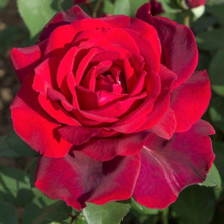 Jubile Papa Meilland ® Hybrid Tea Roses garden rose bushes potted or bare root plants