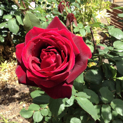 Jubile Papa Meilland ® Hybrid Tea Roses garden rose bushes potted or bare root plants
