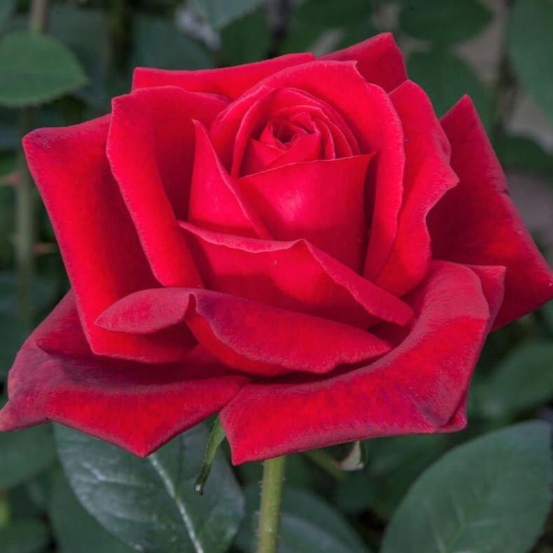 Jubile Papa Meilland ® Hybrid Tea Roses garden rose bushes potted or bare root plants