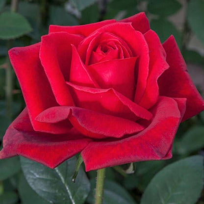 Jubile Papa Meilland ® Hybrid Tea Roses garden rose bushes potted or bare root plants
