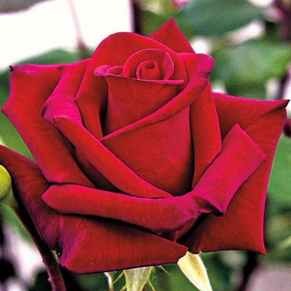 Jubile Papa Meilland ® Hybrid Tea Roses garden rose bushes potted or bare root plants