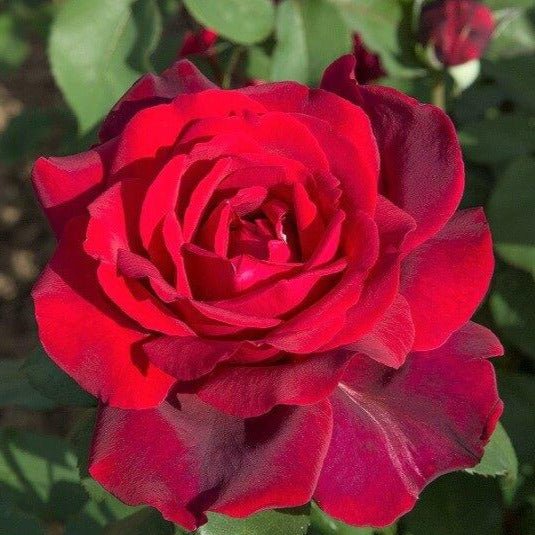Jubile Papa Meilland ® Hybrid Tea Roses garden rose bushes potted or bare root plants