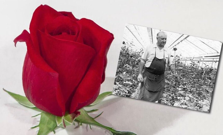 Jubile Papa Meilland ® Hybrid Tea Roses garden rose bushes potted or bare root plants