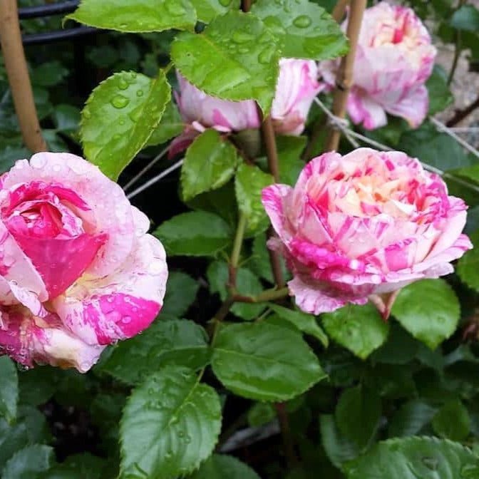 Julie Andrieu ® Climbing Roses garden rose bushes potted or bare root plants