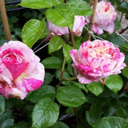 Julie Andrieu ® Climbing Roses garden rose bushes potted or bare root plants