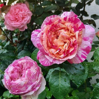 Julie Andrieu ® Climbing Roses garden rose bushes potted or bare root plants