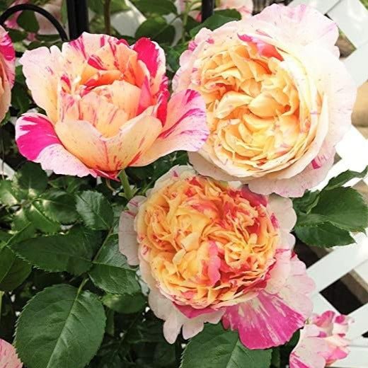 Julie Andrieu ® Climbing Roses garden rose bushes potted or bare root plants