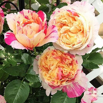 Julie Andrieu ® Climbing Roses garden rose bushes potted or bare root plants
