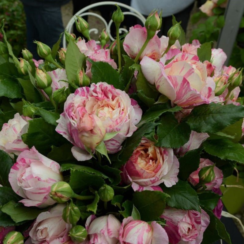 Julie Andrieu ® Climbing Roses garden rose bushes potted or bare root plants