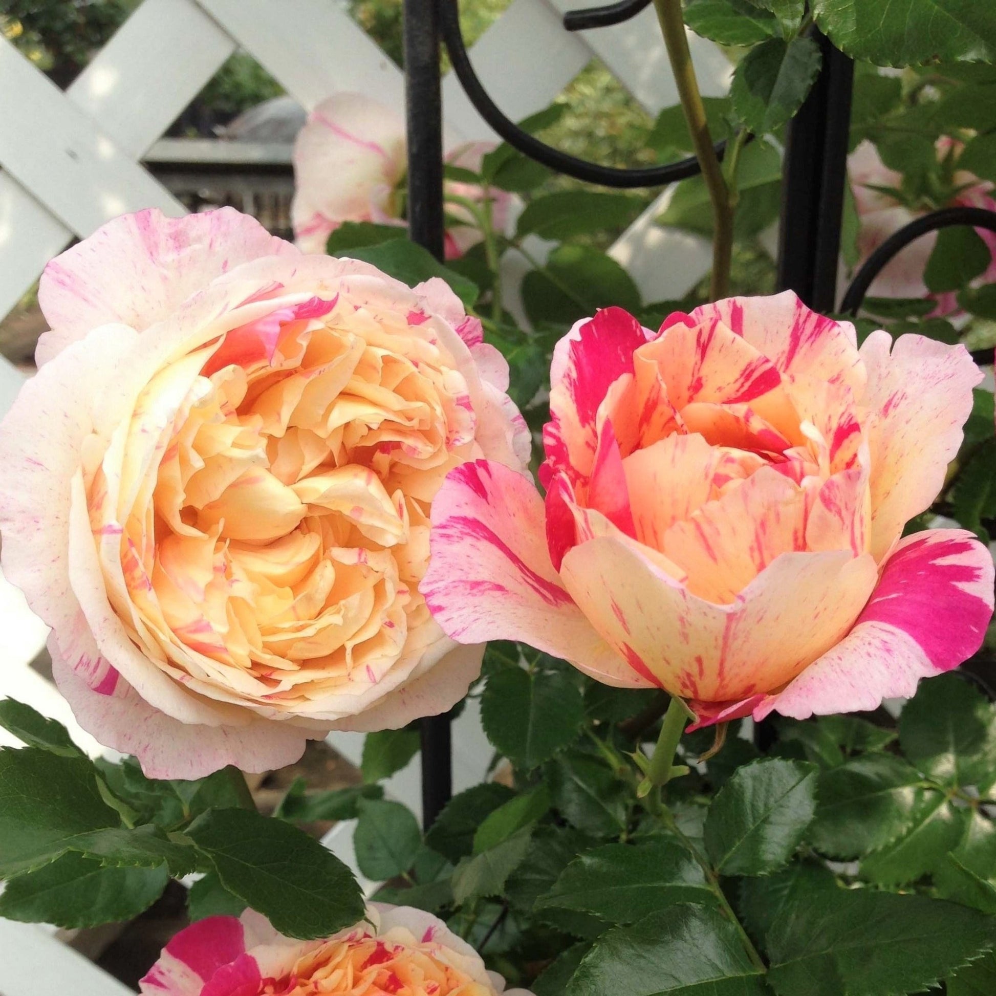 Julie Andrieu ® Climbing Roses garden rose bushes potted or bare root plants
