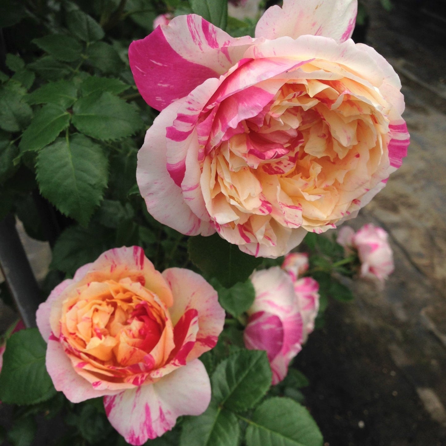 Julie Andrieu ® Climbing Roses garden rose bushes potted or bare root plants