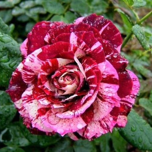 Julio Iglesias ® Hybrid Tea Roses garden rose bushes potted or bare root plants