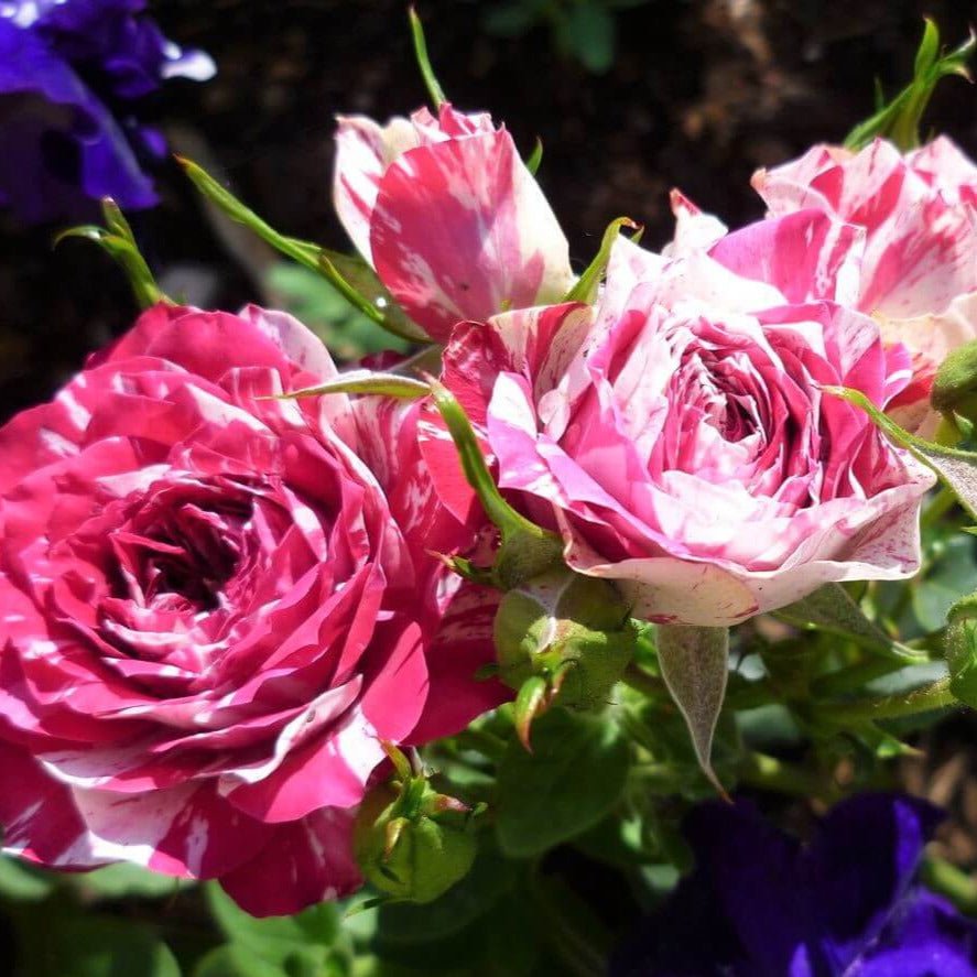 Julio Iglesias ® Hybrid Tea Roses garden rose bushes potted or bare root plants