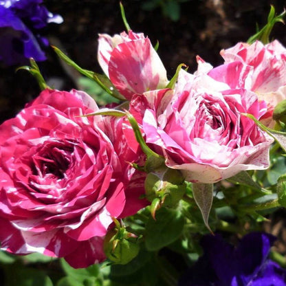 Julio Iglesias ® Hybrid Tea Roses garden rose bushes potted or bare root plants