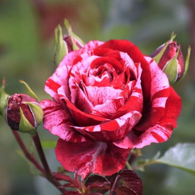 Julio Iglesias ® Hybrid Tea Roses garden rose bushes potted or bare root plants