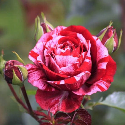 Julio Iglesias ® Hybrid Tea Roses garden rose bushes potted or bare root plants