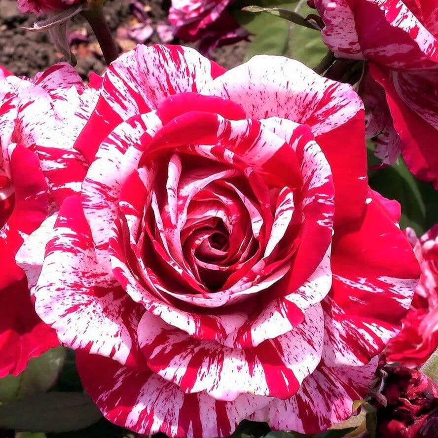 Julio Iglesias ® Hybrid Tea Roses garden rose bushes potted or bare root plants
