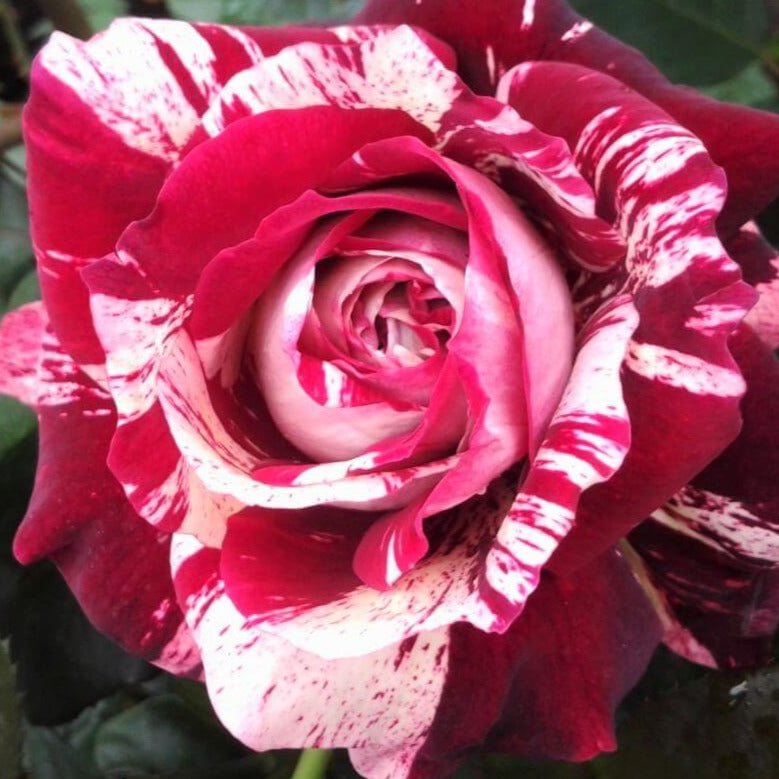 Julio Iglesias ® Hybrid Tea Roses garden rose bushes potted or bare root plants