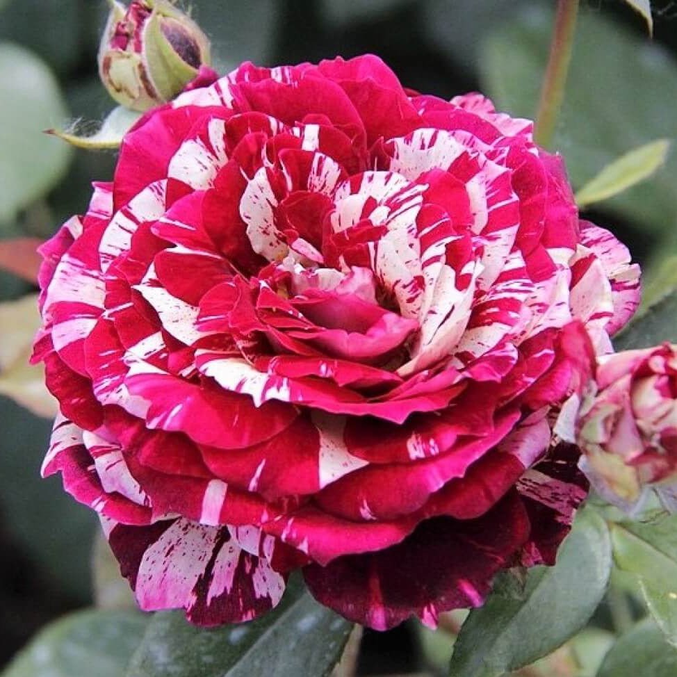 Julio Iglesias ® Hybrid Tea Roses garden rose bushes potted or bare root plants