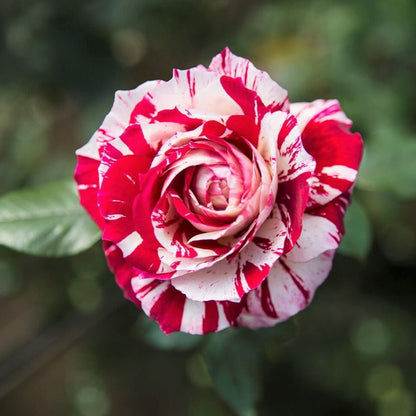 Julio Iglesias ® Hybrid Tea Roses garden rose bushes potted or bare root plants