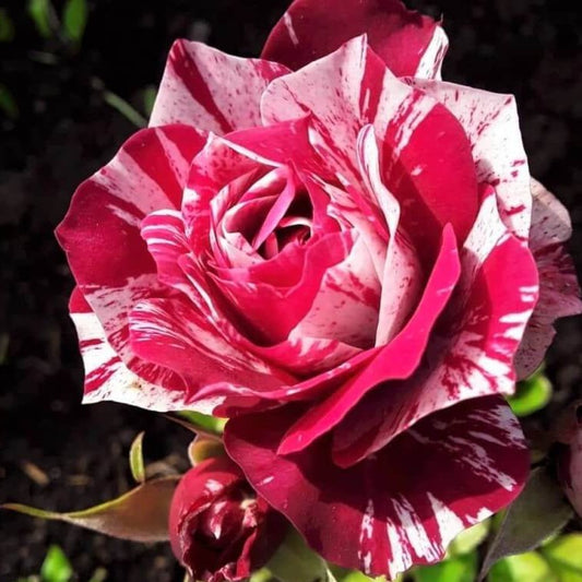 Julio Iglesias ® Hybrid Tea Roses garden rose bushes potted or bare root plants